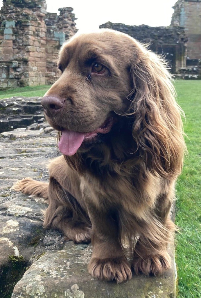 Goldy sanshain iz valley wins