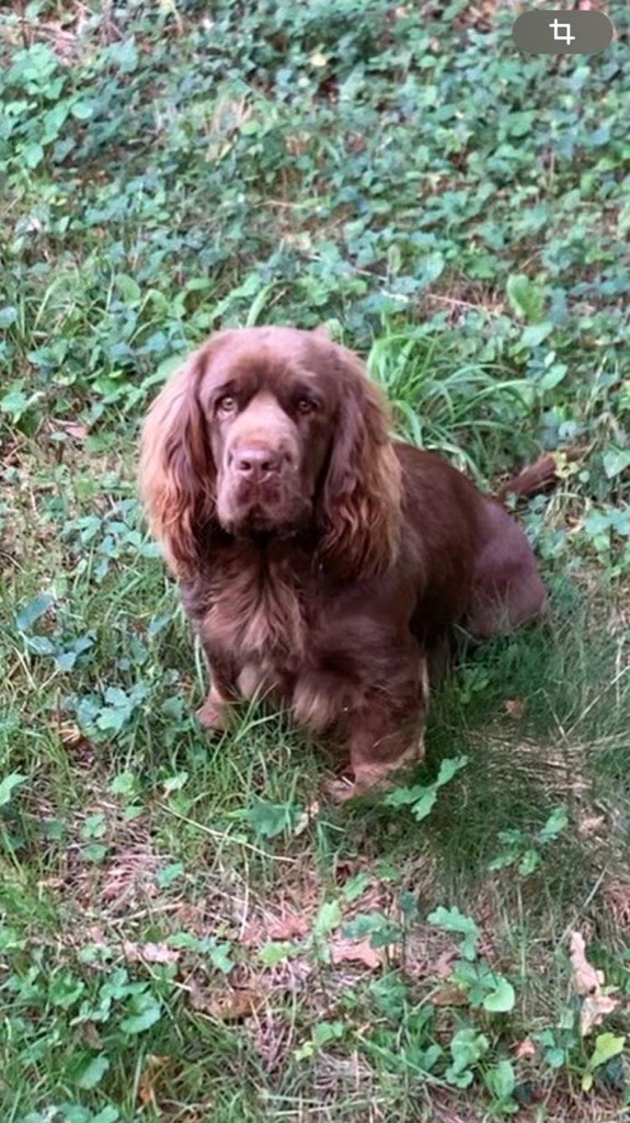 Uprising de la baronnie de curvalle